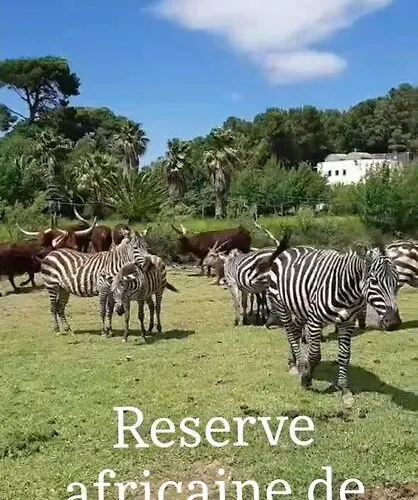 Avec Piscine Proche Plages Appartement *